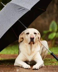 Keep your dog calm in any weather!