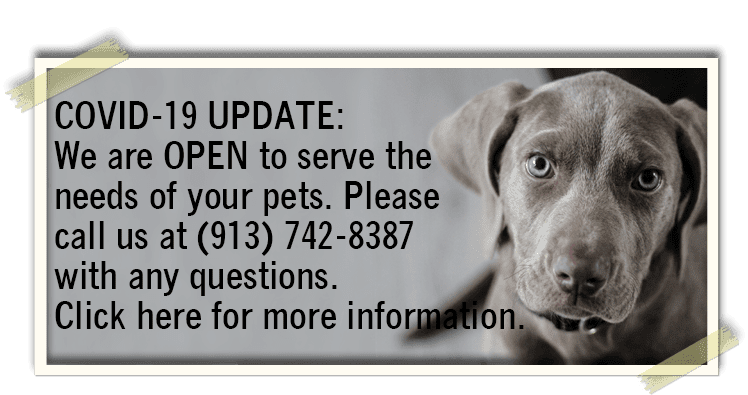 COVID-19 UPDATE: We are OPEN to serve the needs of your pets. Please call us at (913) 742-8387 with any questions. Click here for more information.